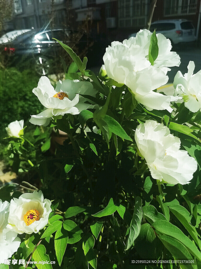 盛开的白色芍药花