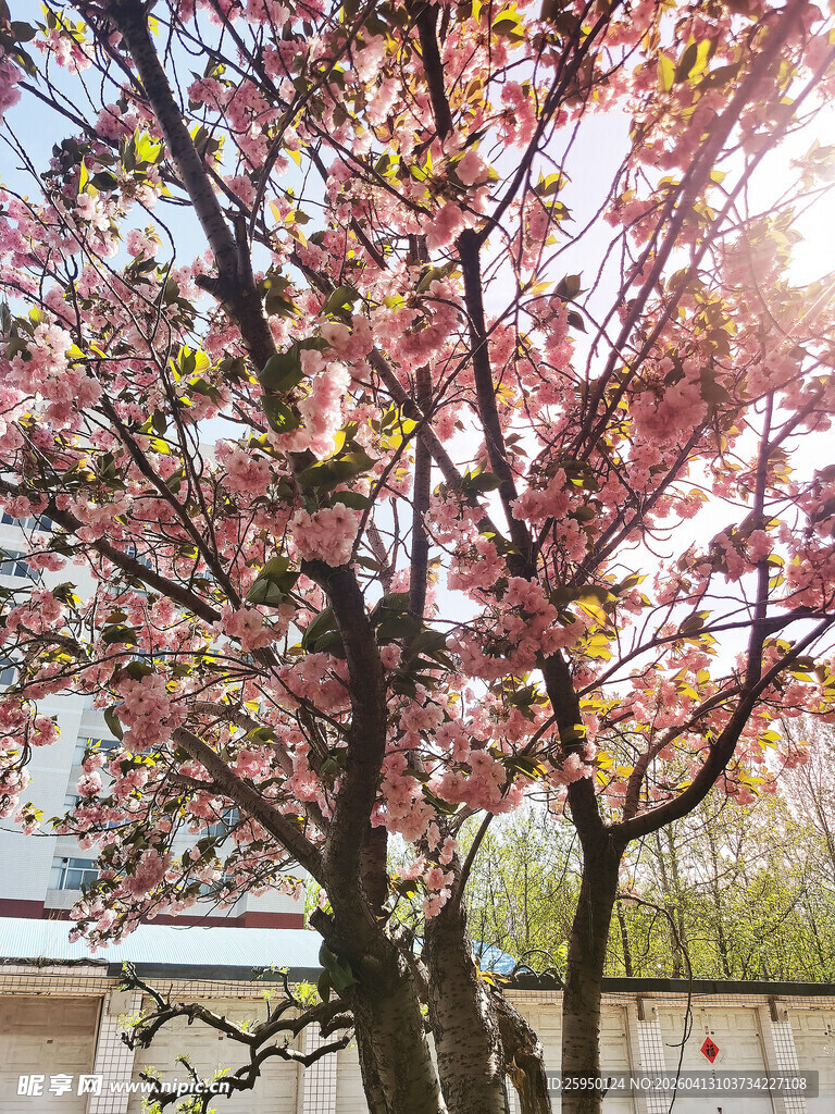 春日繁花树