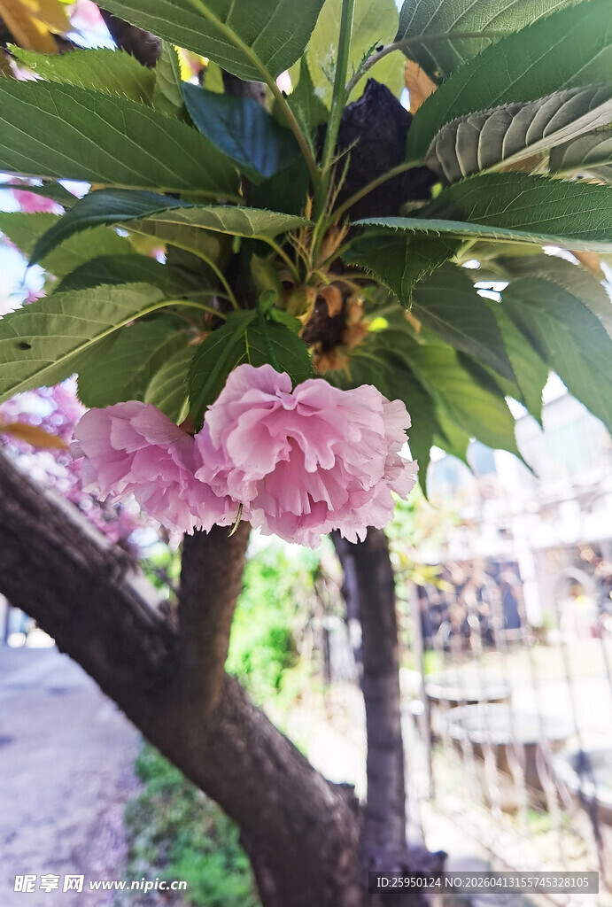 枝头绽放的娇艳粉色花朵