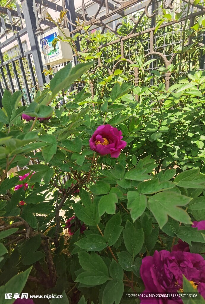 温室中的娇艳花卉