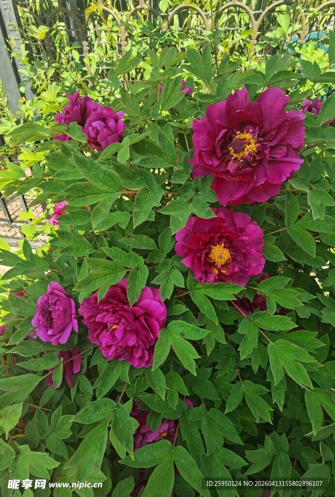 艳丽绽放的紫牡丹