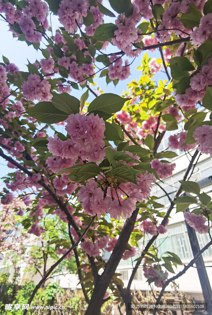 盛开的粉色繁花