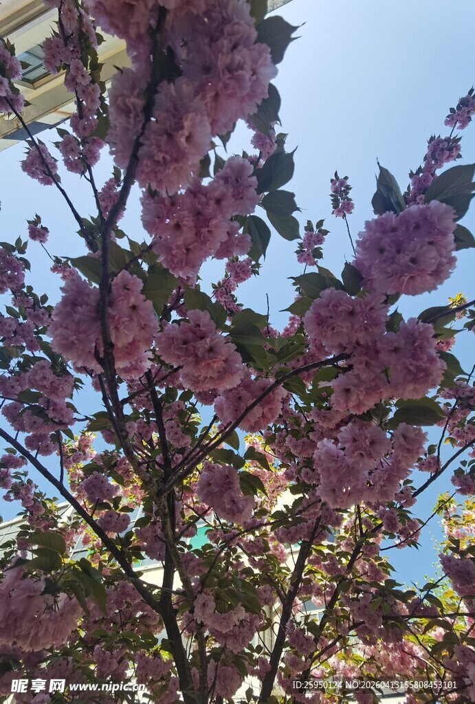 盛开的粉色樱花树