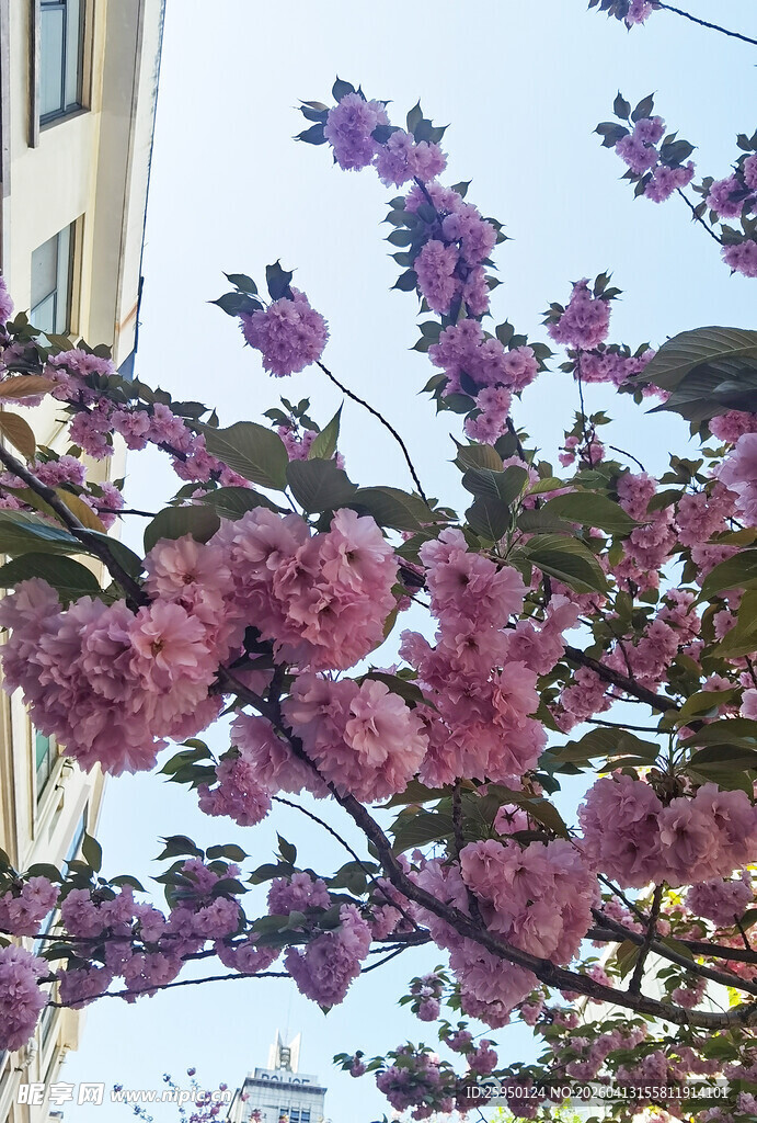 枝头绽放的绚烂粉色樱花