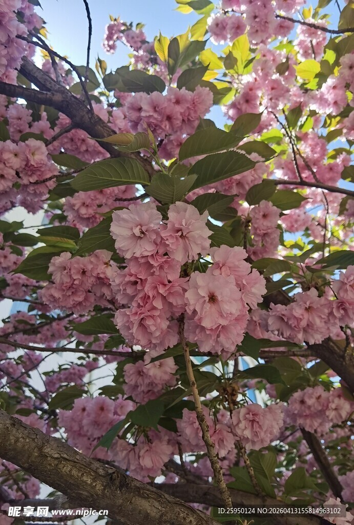 盛开的粉色繁花枝头