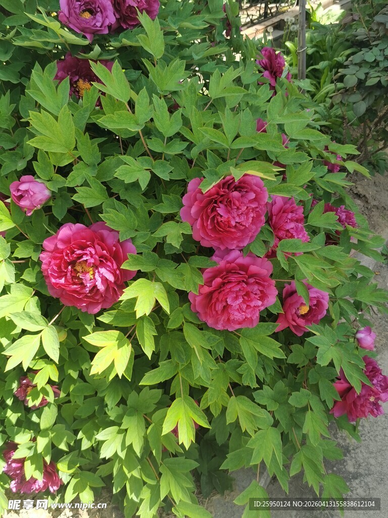 娇艳盛放的紫红色牡丹花