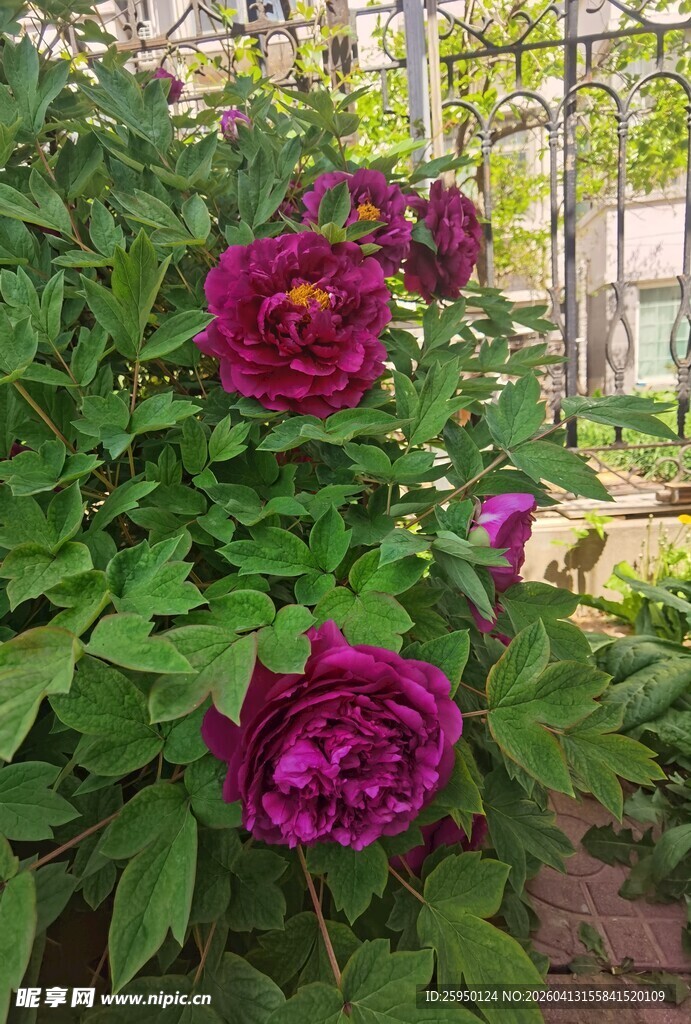 娇艳盛开的紫红色牡丹花