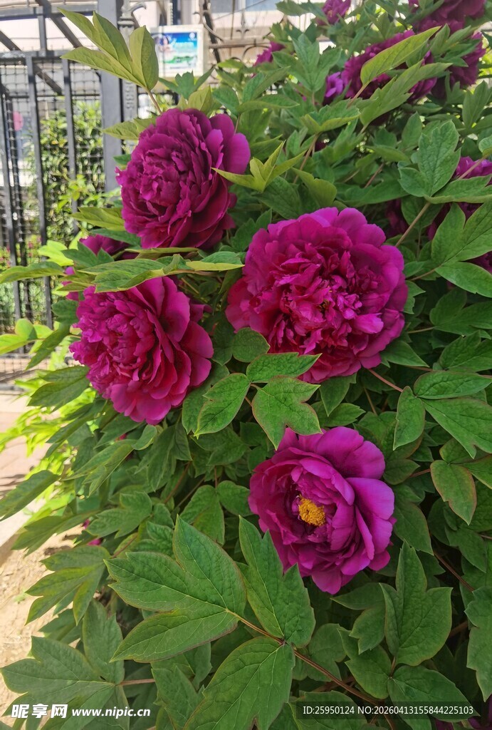 艳丽紫牡丹绽放