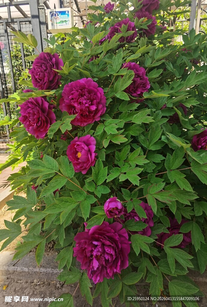 艳丽紫牡丹绽放绿叶间