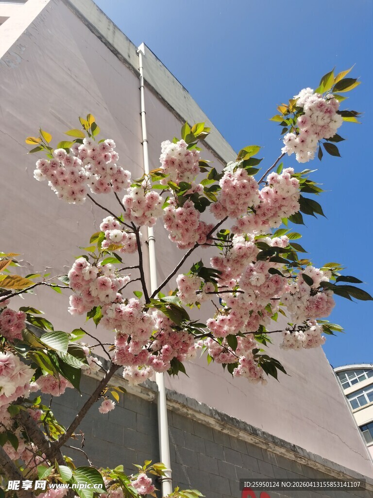 墙边绽放的粉嫩樱花树