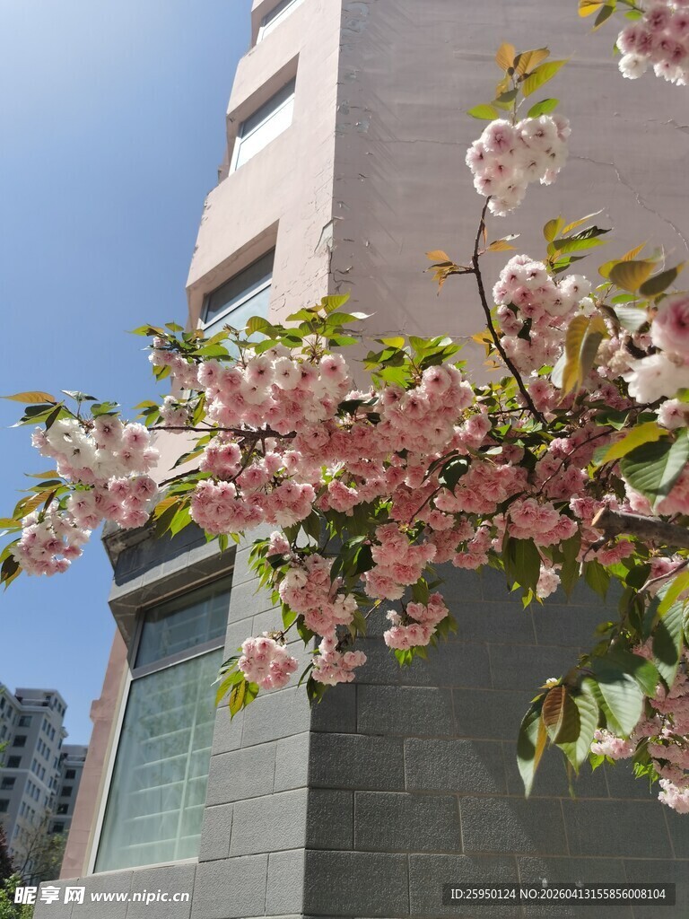高楼旁绽放的粉嫩樱花