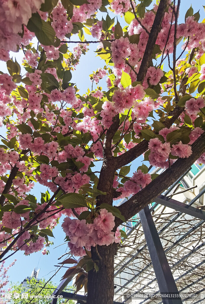 盛开的粉色繁花树景