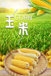 玉米海报