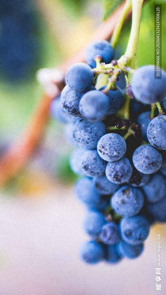 饱满紫葡萄挂枝