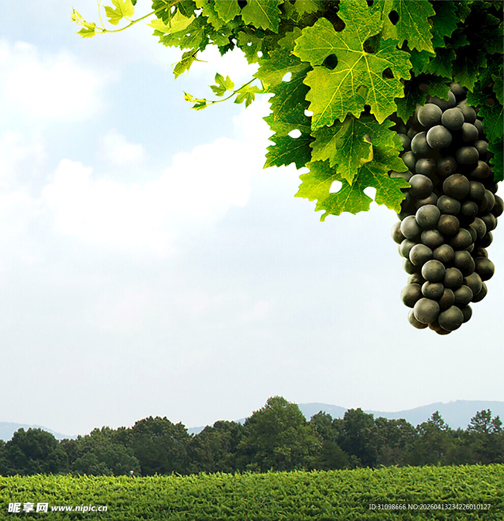 葡萄藤下的田园风光