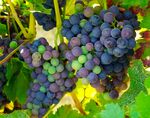 葡萄