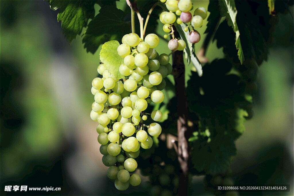 青葡萄挂枝特写