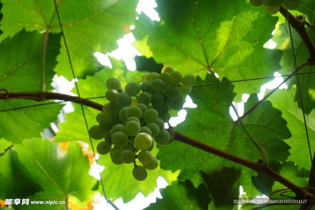 绿叶间的青葡萄串