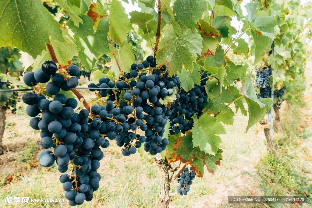葡萄藤上饱满的紫葡萄