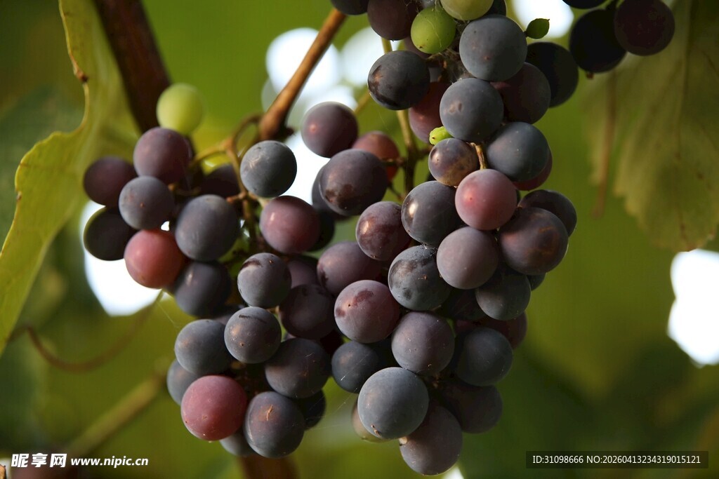 紫葡萄挂枝头
