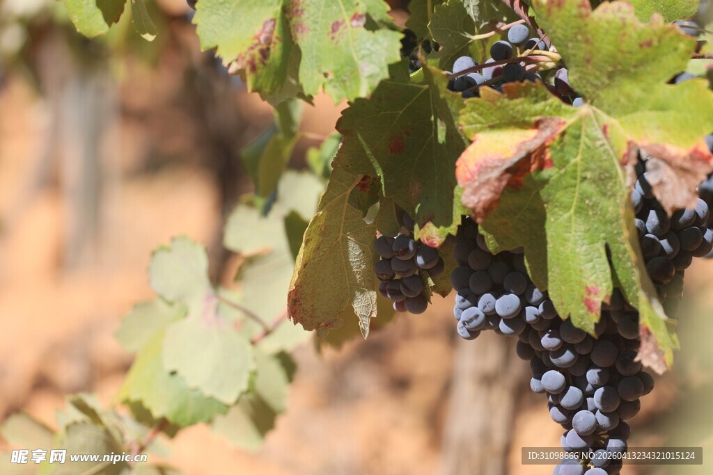 葡萄藤上成熟的紫葡萄