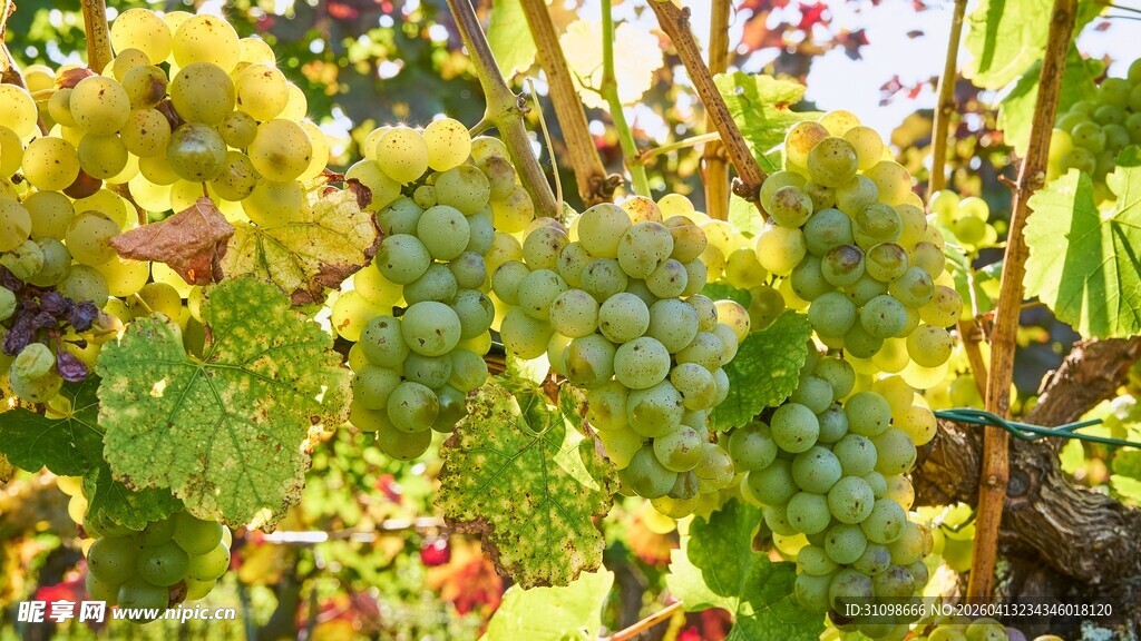成熟葡萄挂于藤间