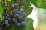枝头紫葡萄