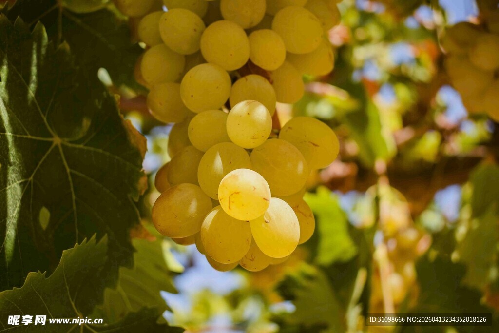 金黄饱满的葡萄挂在枝头