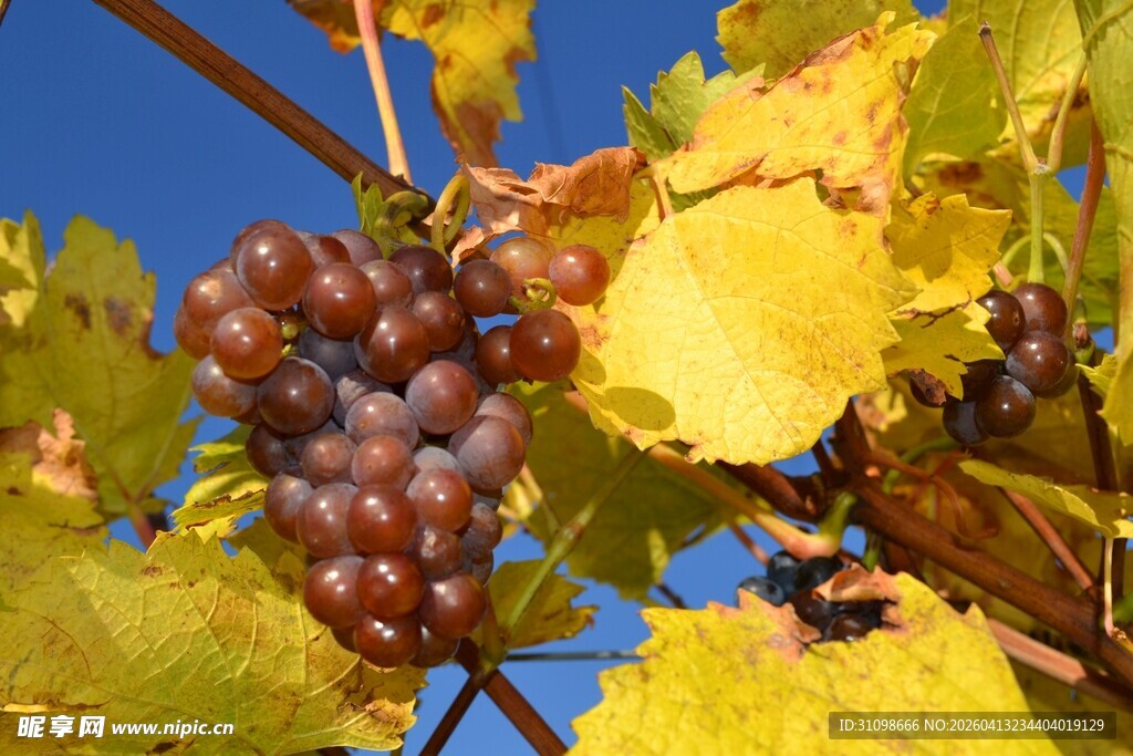 秋日枝头的紫葡萄