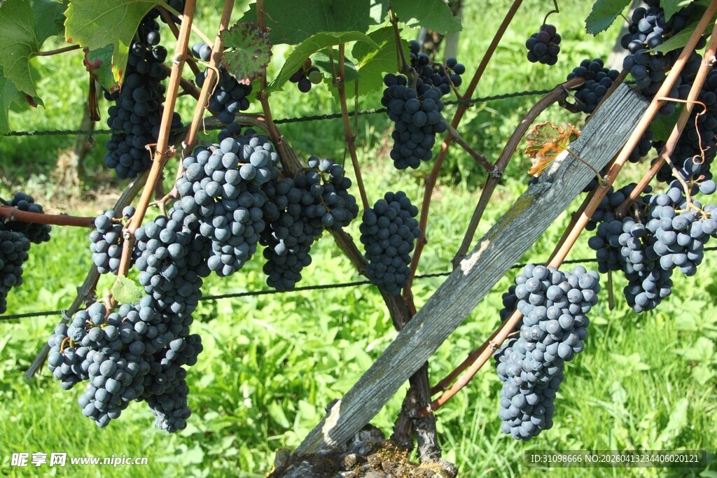 葡萄藤下饱满的紫葡萄
