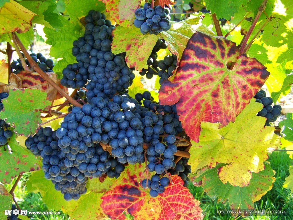 秋日葡萄与多彩叶片