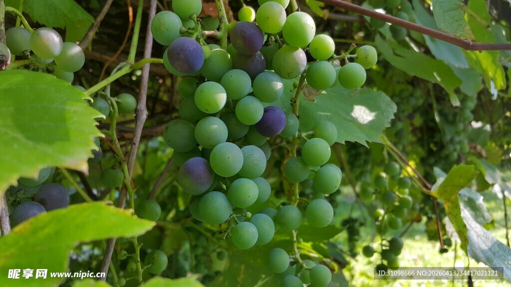 藤上的青紫色葡萄