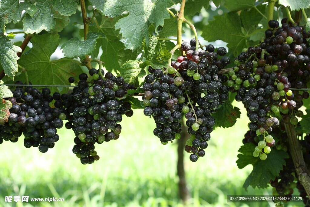 饱满紫葡萄挂于绿枝间