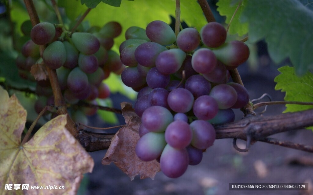 成熟紫葡萄挂于枝头