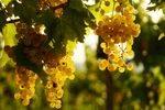 阳光下的金黄葡萄串
