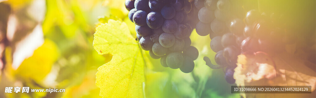 葡萄藤上的紫葡萄