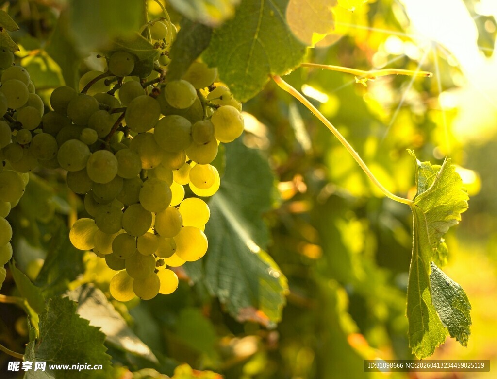 阳光下的金黄葡萄藤