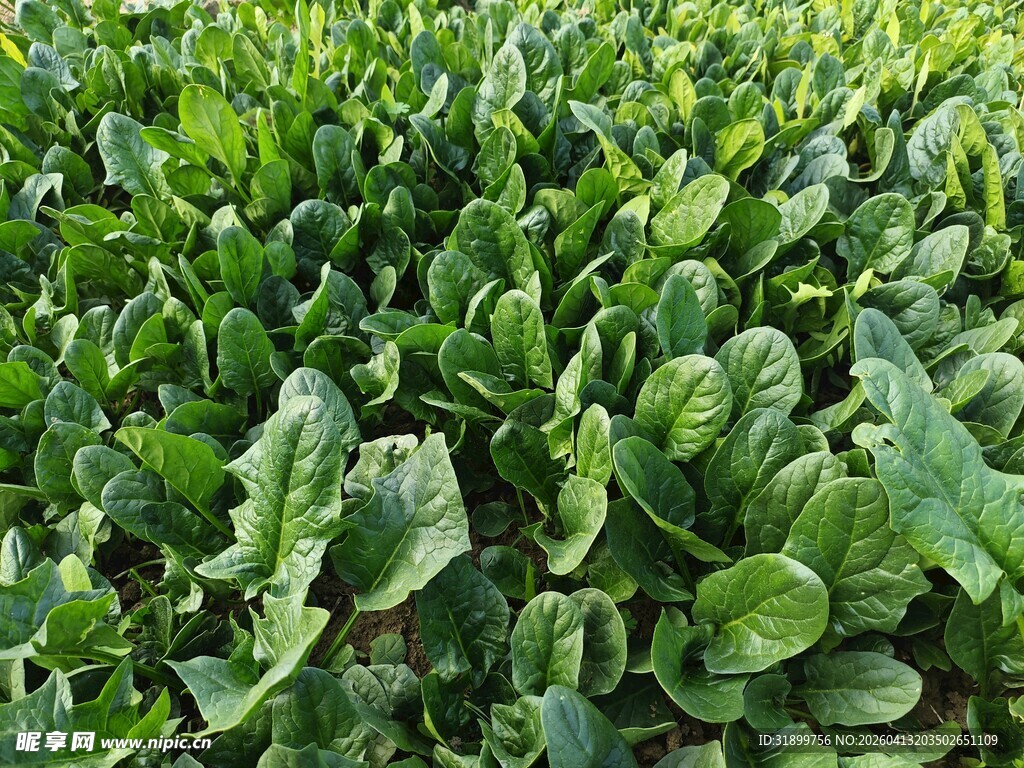 鲜嫩菠菜田