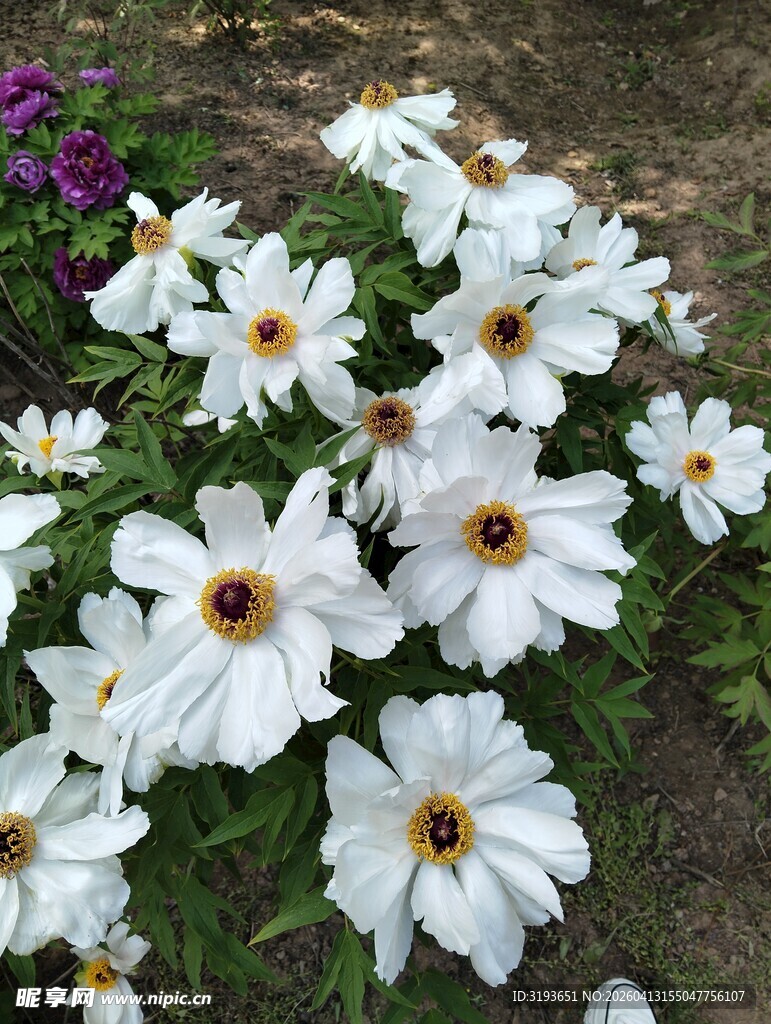 白色雏菊绽放于花丛中