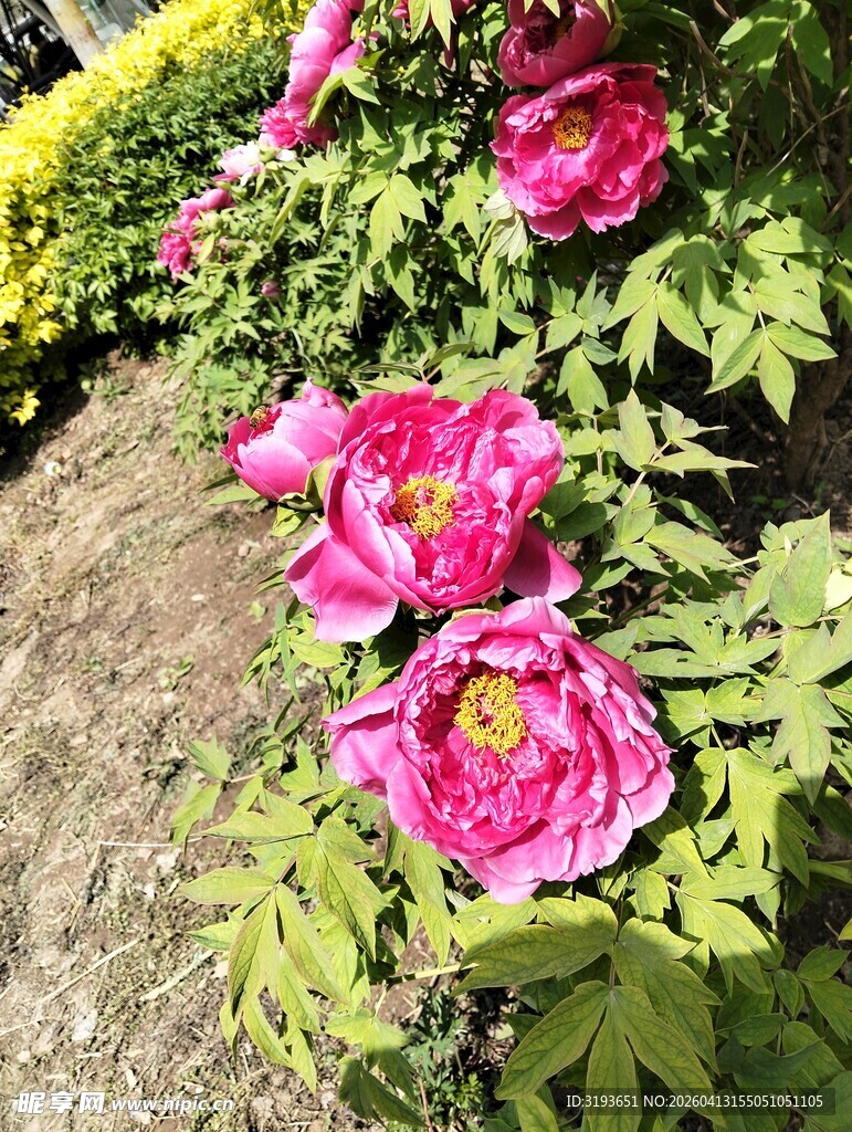 娇艳盛开的粉红色牡丹花