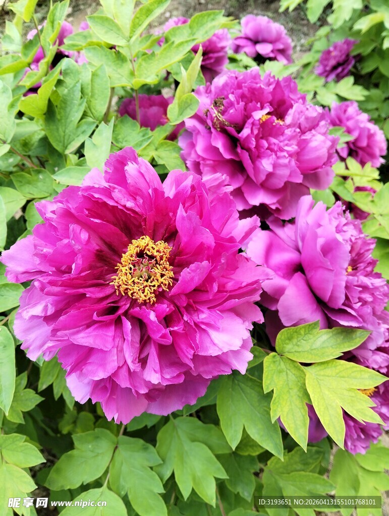 娇艳盛开的紫色牡丹花