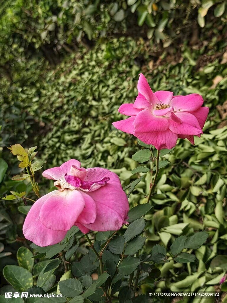 粉色花朵