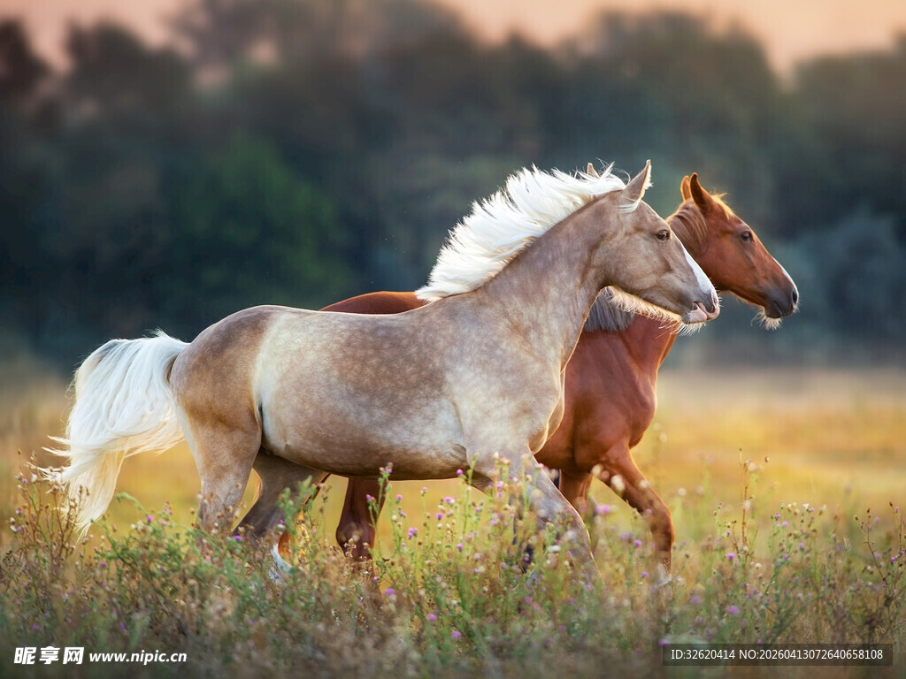 草原上双马奔腾