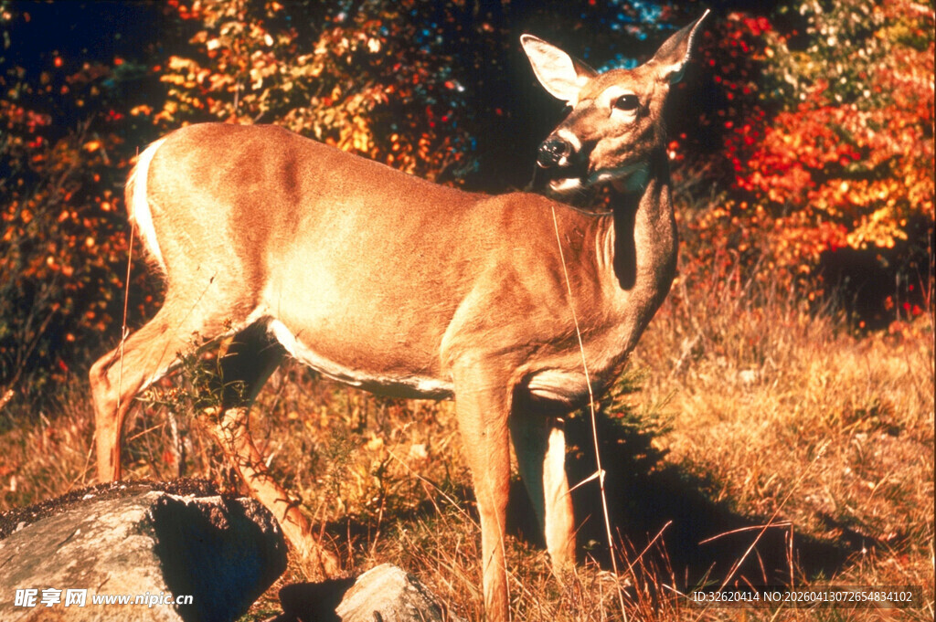 秋日林边站立的优雅小鹿