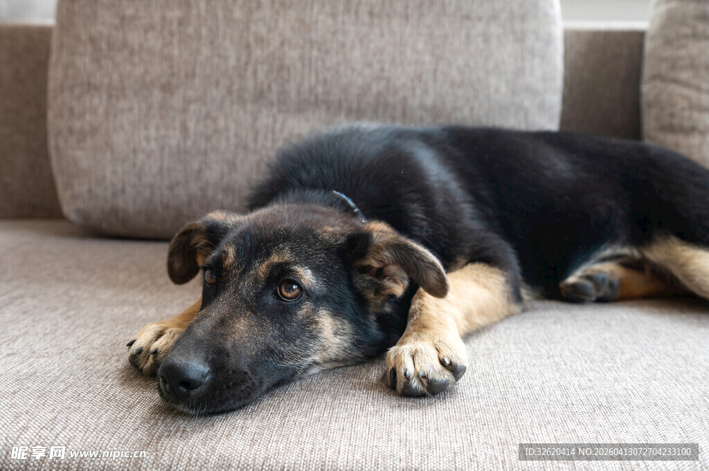 沙发上趴着的慵懒狗狗