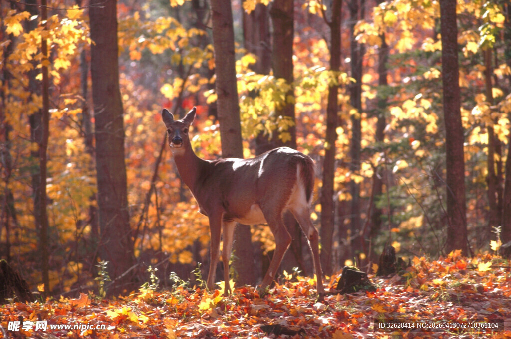 秋日林间的优雅小鹿