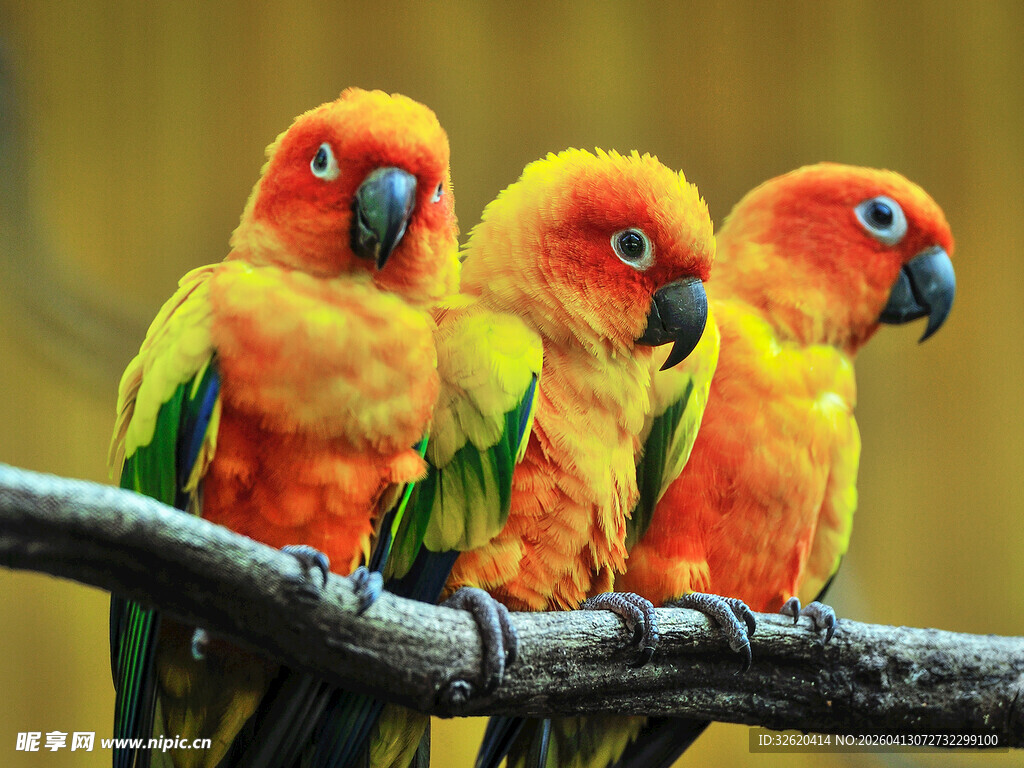 三只色彩艳丽的鹦鹉