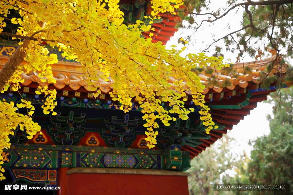 古建旁金黄银杏枝头绽