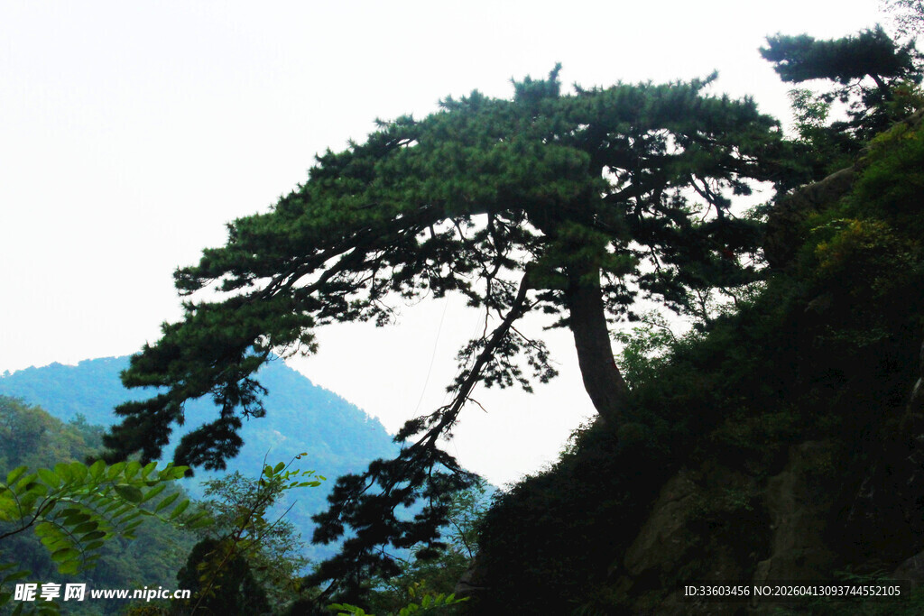 悬崖边的翠绿松树