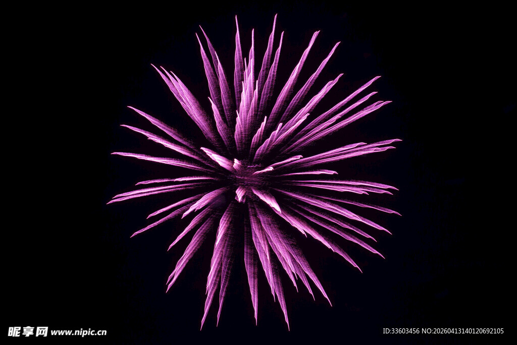 紫色烟花绽放